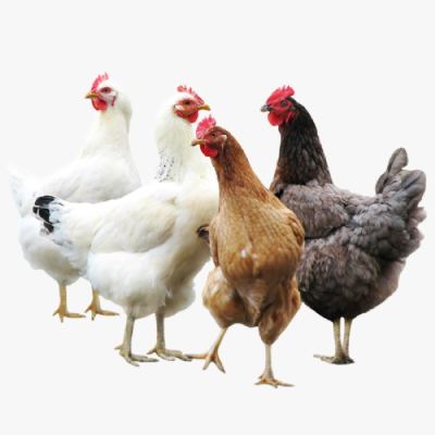 Những Giống Gà Hướng Trứng Phổ Biến Việt Nam