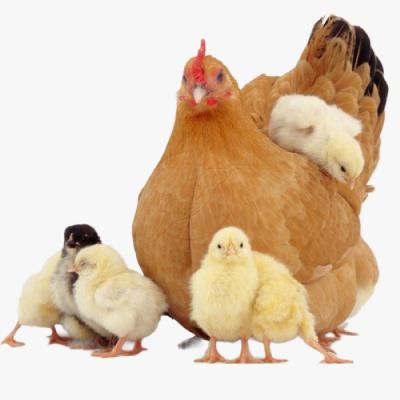 Phương Pháp Để Gà Đẻ Nhiều Trứng